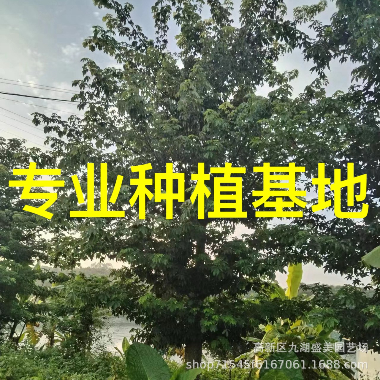 广东大腹木棉批发 全冠美人树基地直供 公路绿化漳州美丽异木棉