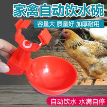 鸡用自动饮水碗鸡鸭鸽子饮水碗喝水碗雏鸡鸟用饮水器鸡鹌鹑饮水器