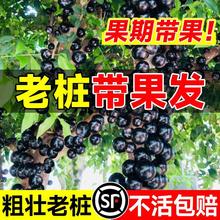 正宗嘉宝果树果苗树葡萄沙巴艾斯卡庭院名贵南方北方种植盆栽大全