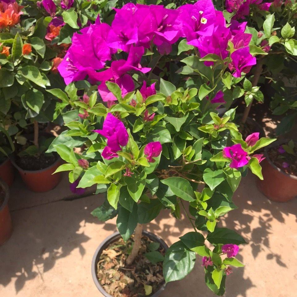 紫色安格斯三角梅盆栽花地栽盆栽耐寒四季开花原盆土直发花园植物