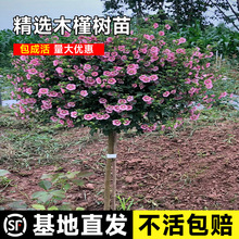 一件代发庭院木槿花树苗围墙围栏绿篱笆四季种植耐寒灌木工程绿化