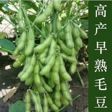 毛豆种子高产早熟大粒菜豆青毛豆黄豆种子鲜食毛豆春夏季蔬菜种子