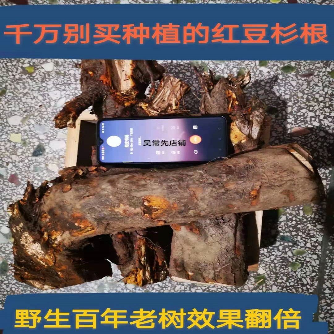 红豆杉根含紫杉醇南方红豆杉大树50年根干根树皮果子中药材