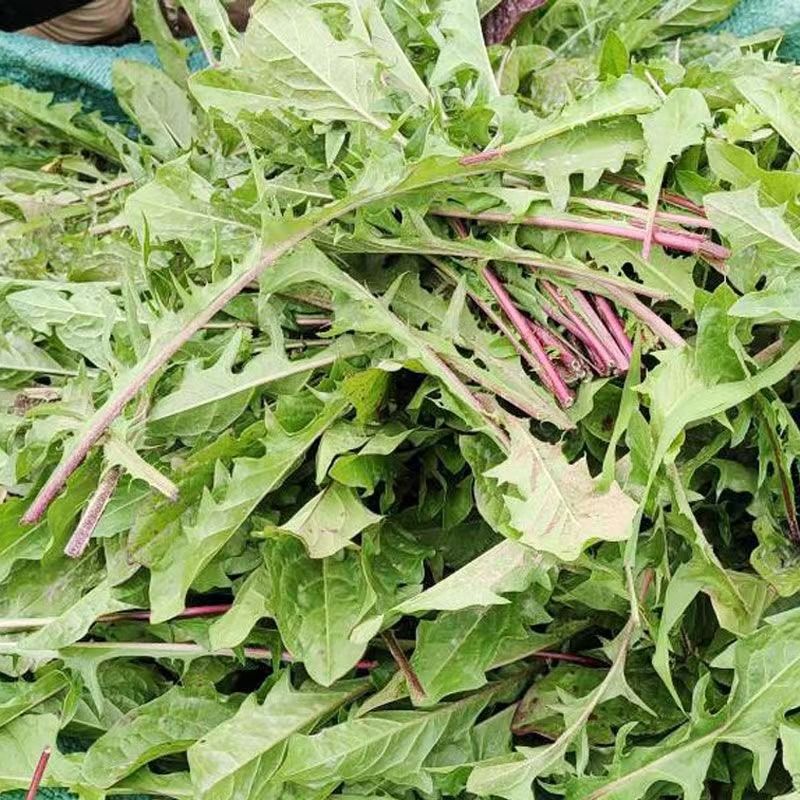 烘干蒲公英兔子保健豚鼠龙猫去火荷兰猪侏儒兔小宠新鲜干-阿里巴巴