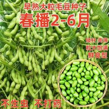 大粒毛豆种子青皮黄豆种子早熟高产大荚菜毛豆种籽春季蔬菜种子