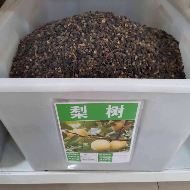 梨树种子林木种籽国产散装四季多年生景观绿化工程观叶种孑