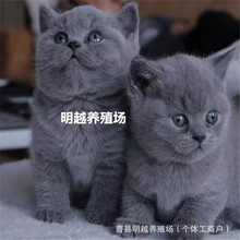 宠物猫咪活体英短蓝猫活体中华田园猫橘猫狸花猫活物布偶猫活物猫