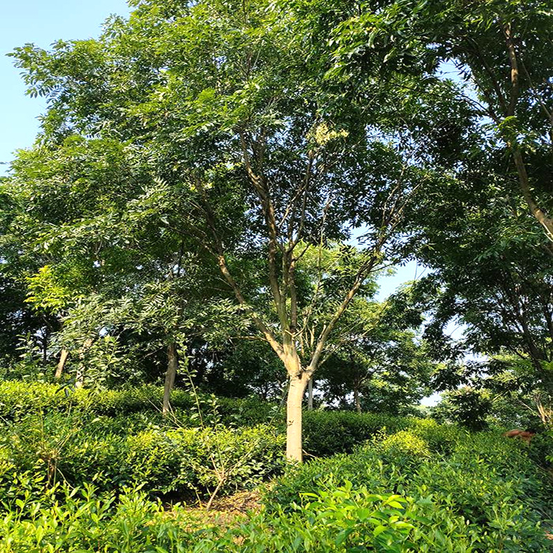 无患子园林绿化苗木无患子树苗落叶乔木无患子树3-20公分无患子树