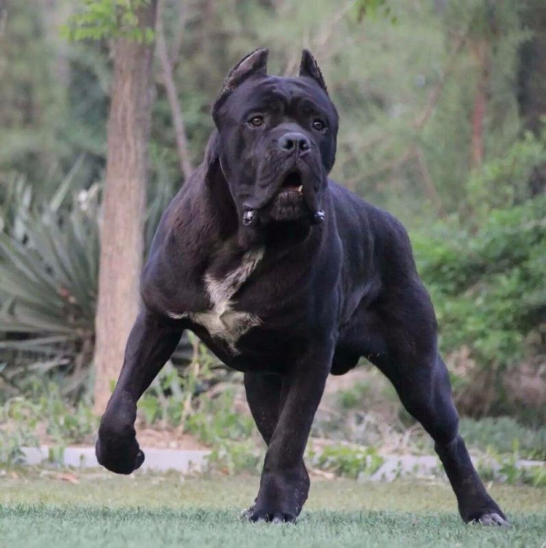 纯种意大利卡斯罗幼犬活体大型犬护卫犬猛犬看门狗cku赛级双血统