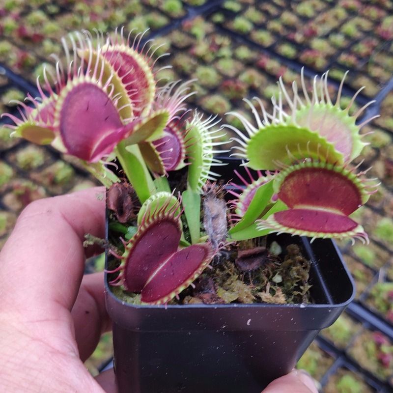 52捕蝇草食虫草盆栽食虫植物食人花卉盆栽造景吃蝇蚊防蚊虫-阿里巴巴