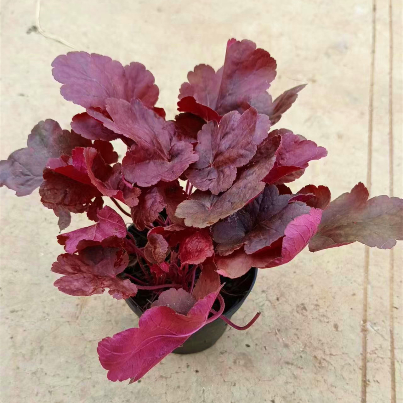 120#矾根花园的调色盘庭院室内阳台彩叶盆栽花卉搭配植物整件批发