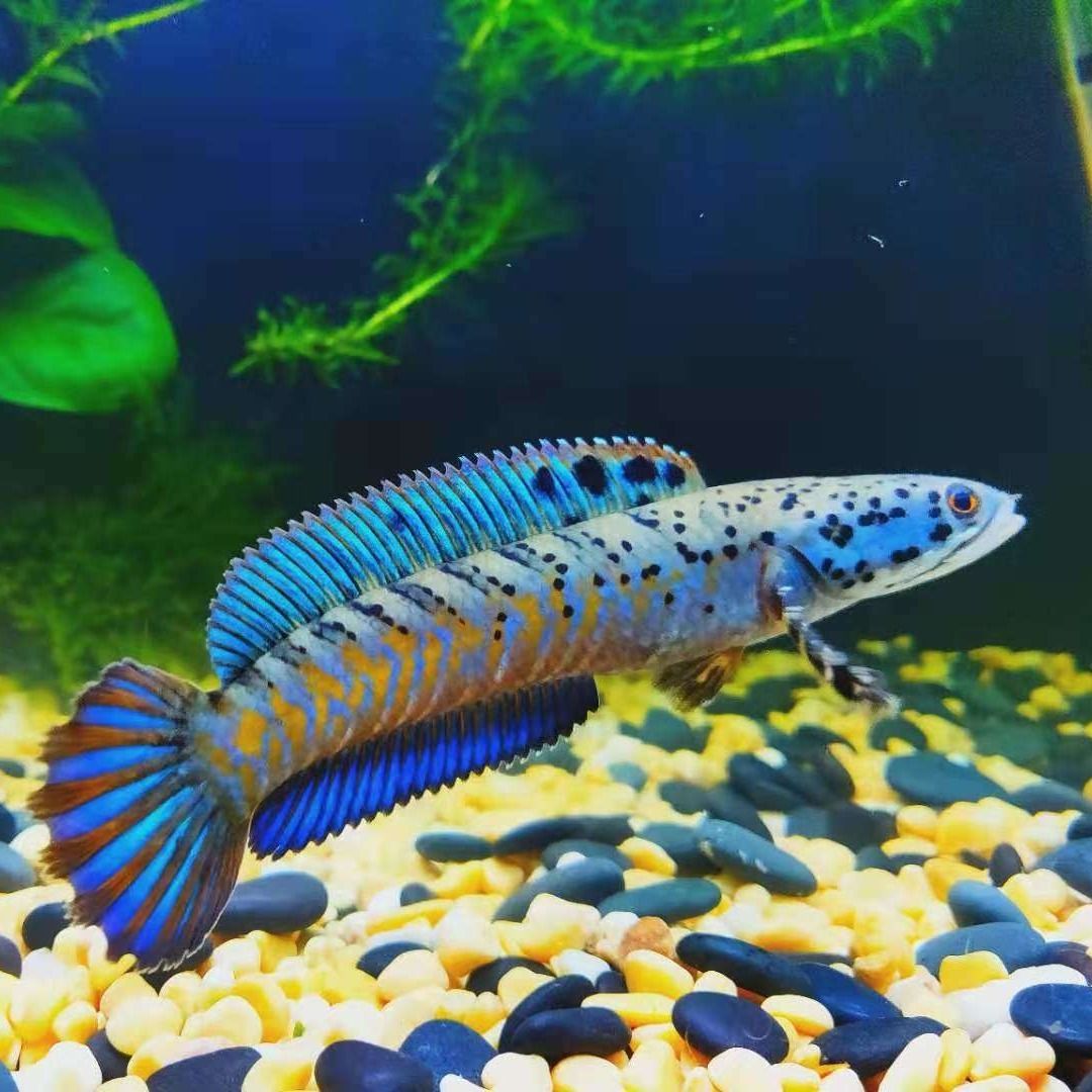 雷龙幻彩蓝宝石雷龙蓝宝石中大型热带鱼包邮稀有鱼雷龙鱼活体