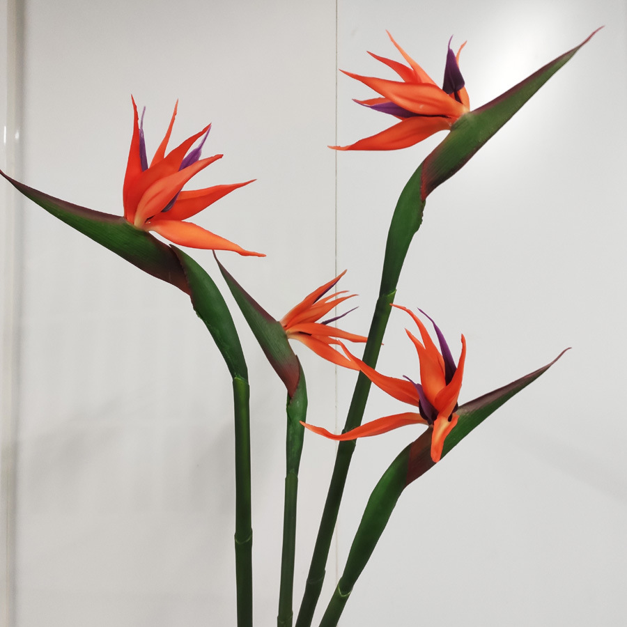 鸡蛋花天堂鸟 火鹤 单支手感天堂鸟 插花造景装饰桔红色鸡蛋花花