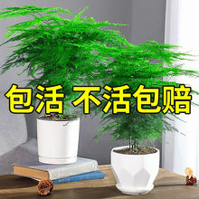 文竹盆栽绿植花卉懒人盆景植物室内净化空气文松云竹带盆四季常青