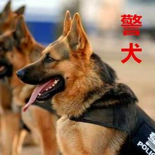 纯种赛系双血统德国牧羊犬幼犬活体赛级锤系德牧家养狼狗宠物警犬