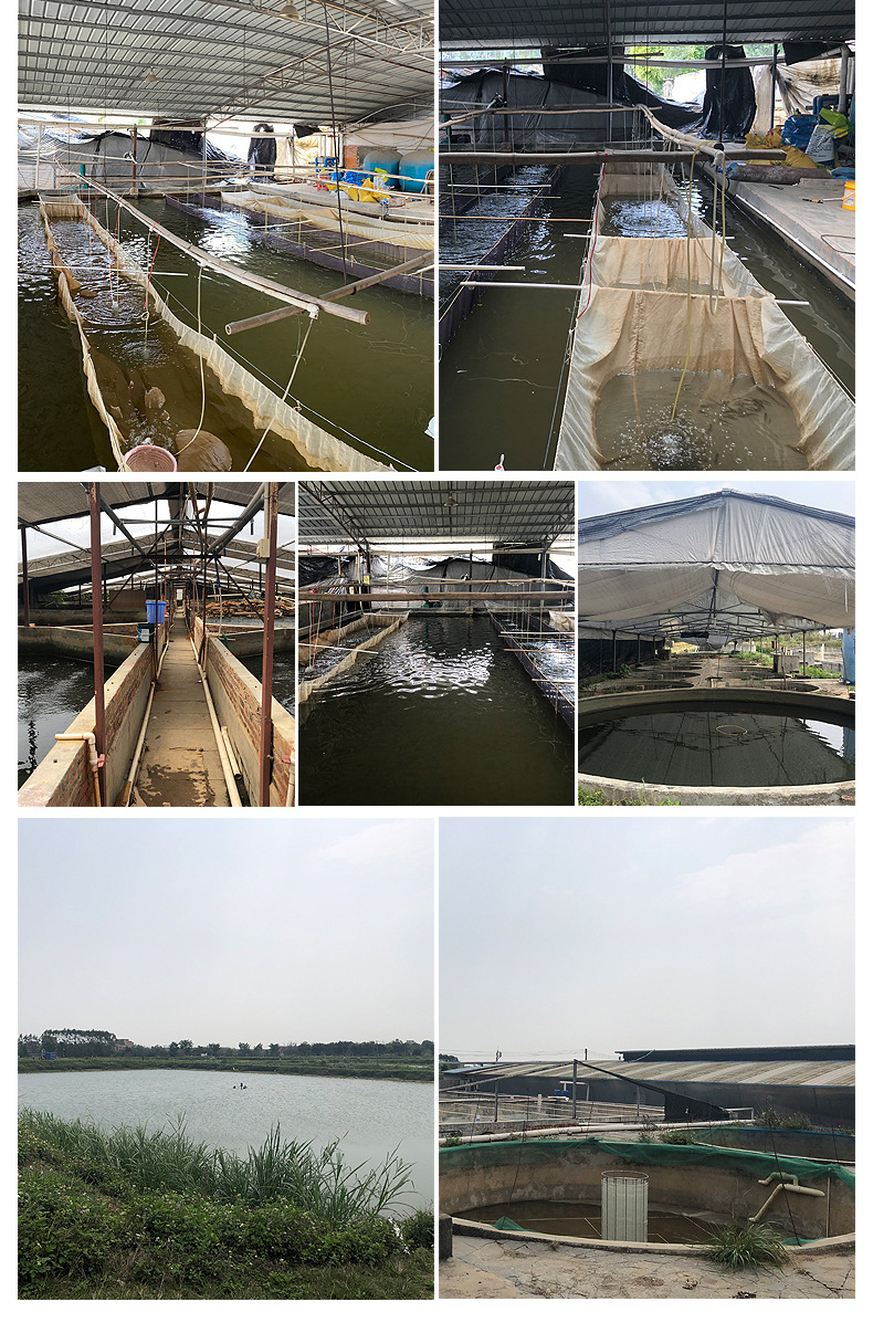 现货批发淡水鳜鱼苗水产养殖空运包活到家淡水桂花鱼苗活体批发