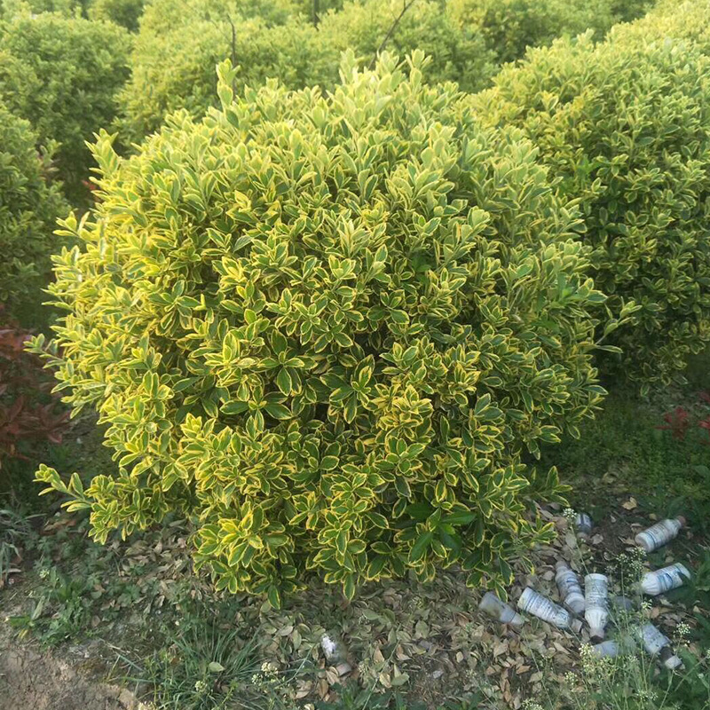 基地批发 球类苗木 精品金边杨球 金边冬青卫矛球 80公分-3米