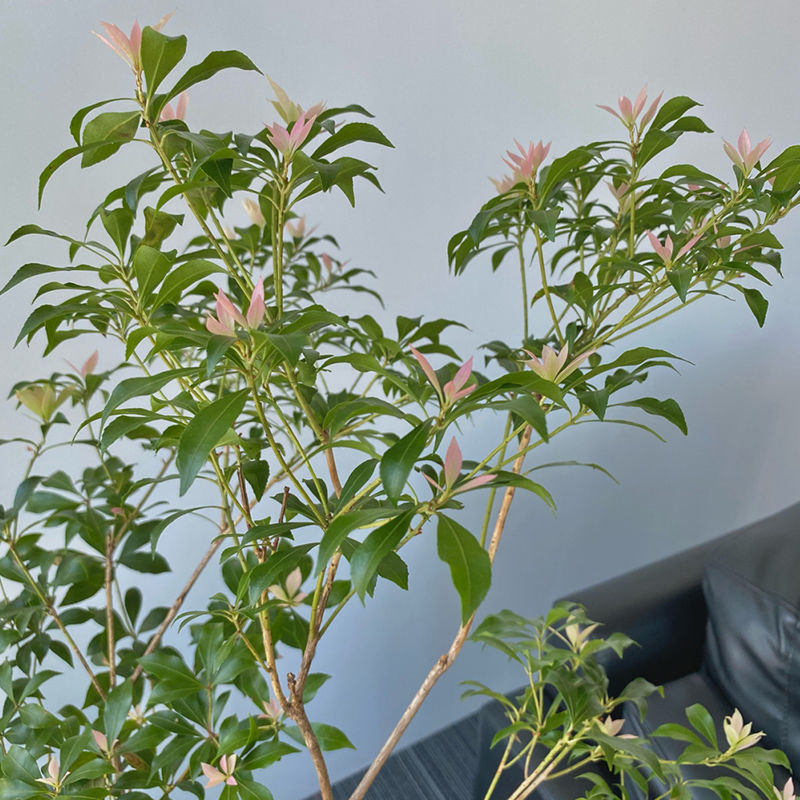 鲜切枝马醉木水养植物懒人办公室桌摆绿植室内装饰物厂家直发