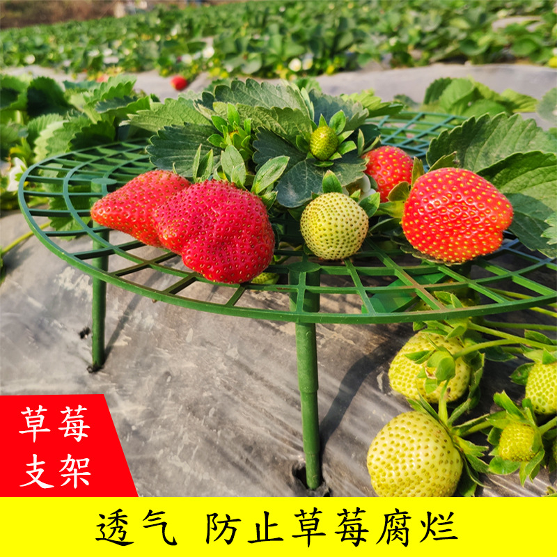 园艺家庭种植草莓托盘架防倒伏植物果实支撑园艺用品草莓支撑架子