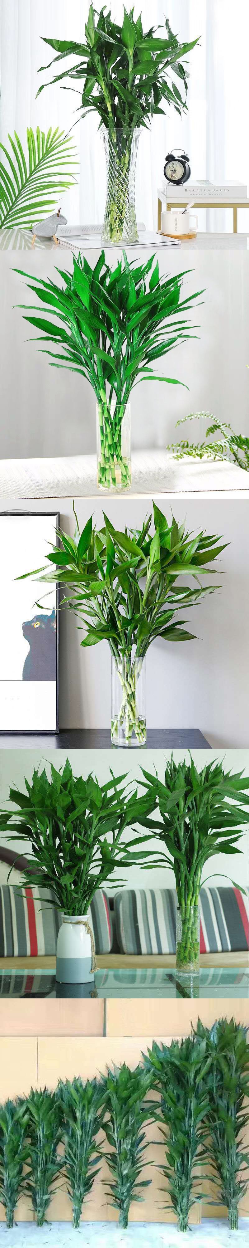 富贵竹水养水培植物竹室内绿植花卉客厅办公室观音竹盆栽一件代发