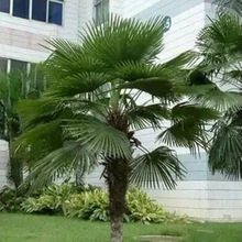 葵棕树苗扇子树公园小区种植发财树棕榈树绿化行道树蒲葵树苗064