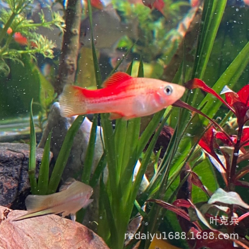 上海热带鱼观赏鱼小型鱼批发苹果剑鱼 剑鱼红箭鱼胎生鱼-阿里巴巴