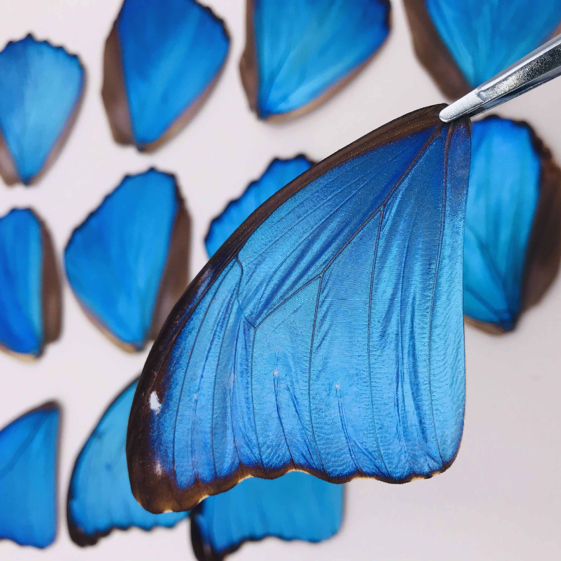 蝶仙子蝴蝶翅膀标本diy材料大蓝闪蝶欢乐女神蝶翅画学生手工原料