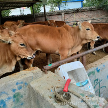 供应肉牛犊 西门塔尔牛 鲁西黄牛牛犊 一年长1500斤