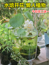 碗莲水培植物花卉室内花好养四季开花种子籽水培荷花盆栽客厅睡莲