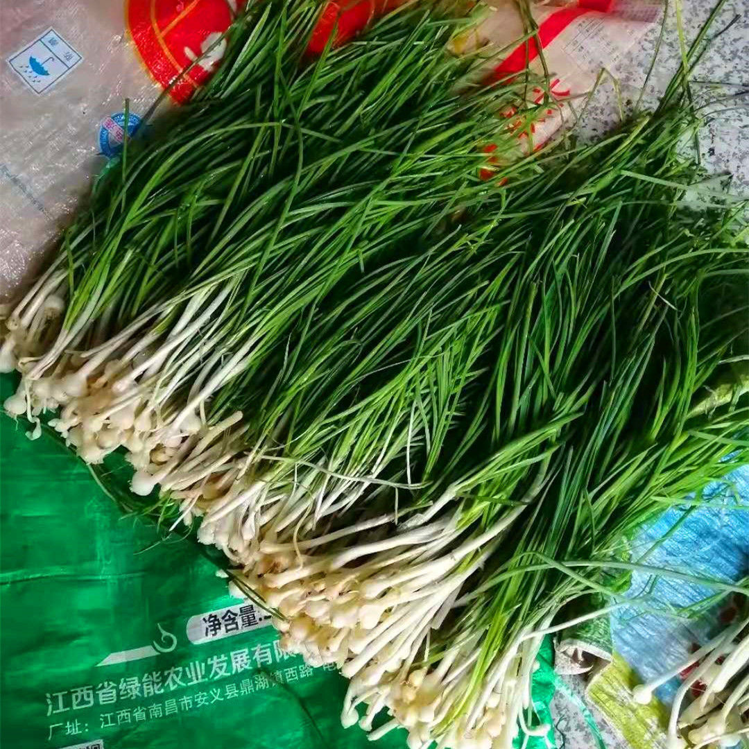 野生小蒜新鲜野葱小根蒜农家苦藠团葱现挖江西时令野菜薤白包邮