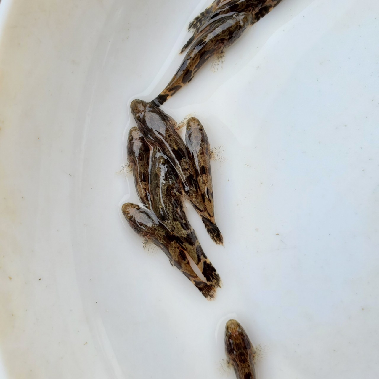 鱼苗 笋壳鱼苗 杂交笋壳鱼苗 澳州笋壳鱼苗 泰国笋壳鱼苗