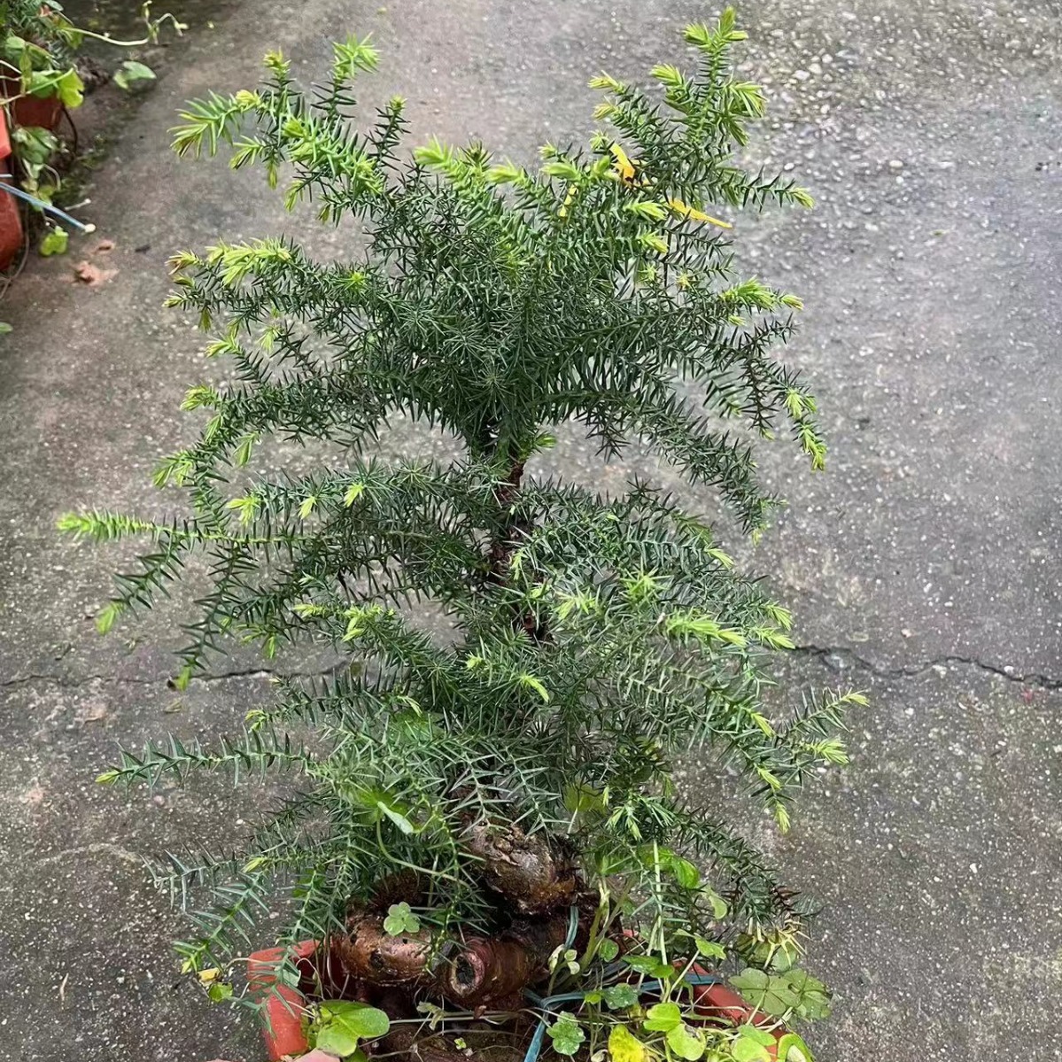 澳洲杉树桩造型花卉不老松大型绿植澳洲松盆栽老桩客厅室内大盆景