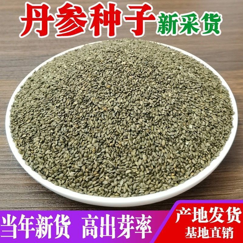 中药材种子批发丹参种子当年纯新丹参籽血参红丹参紫丹参种籽包邮