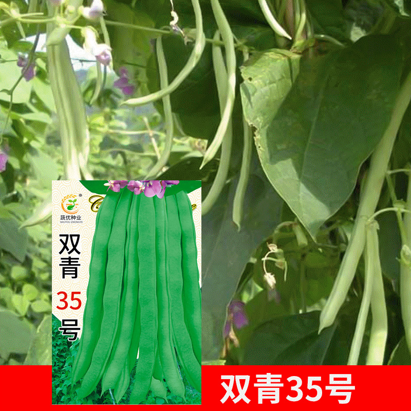 批发菜园蔬菜种子双青35号四季豆盆栽阳台院子菜籽15克 厂家直销