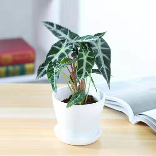 小仙女绿植盆栽黑叶竹芋小型观音莲室内客厅办公桌面花卉摆件水培
