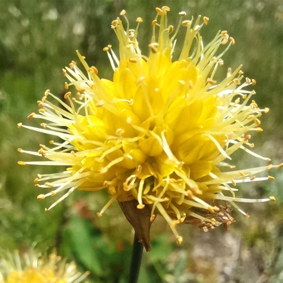 甘肃野韭菜花黄葱花扎蒙花特产干货手工采摘浆水拌面炝锅提味佐料