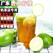 包邮广东香水柠檬新鲜一级果无籽四季青奶茶店专用水果商用皮薄
