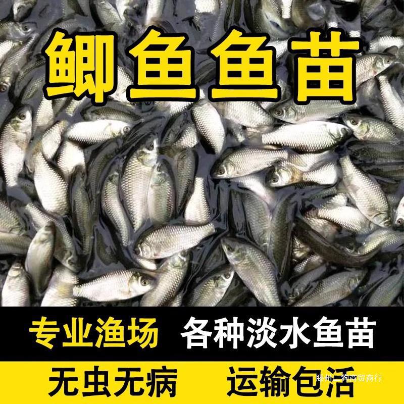 批发中科5号鲫鱼苗淡水养殖食用土鲫鱼特大鲫板鲫工程鲫高背黄金