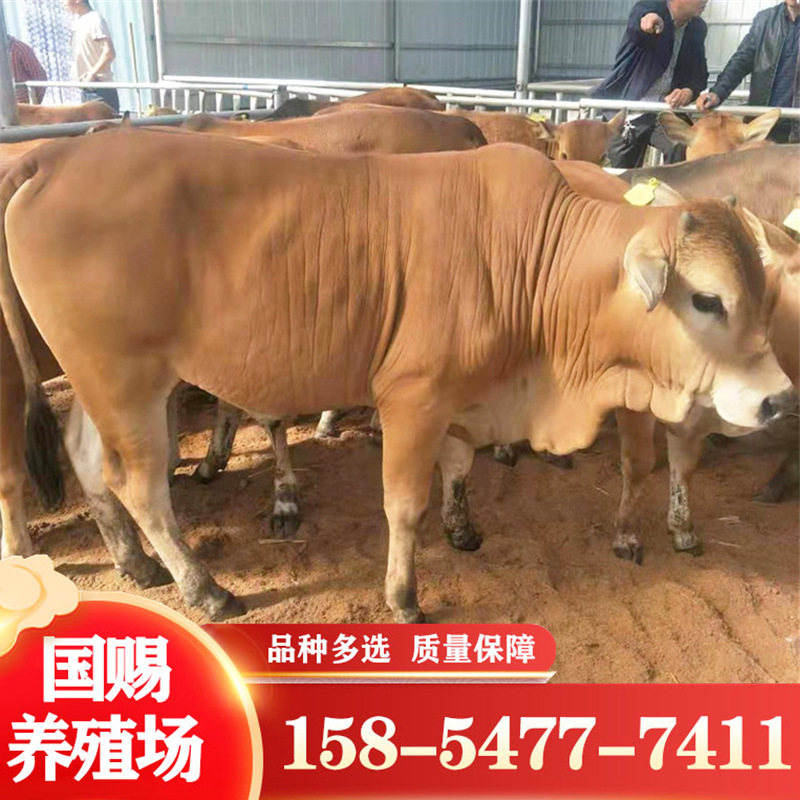 牛犊子价格小牛活体出售西门塔尔鲁西黄牛利木赞牛大型种牛殖