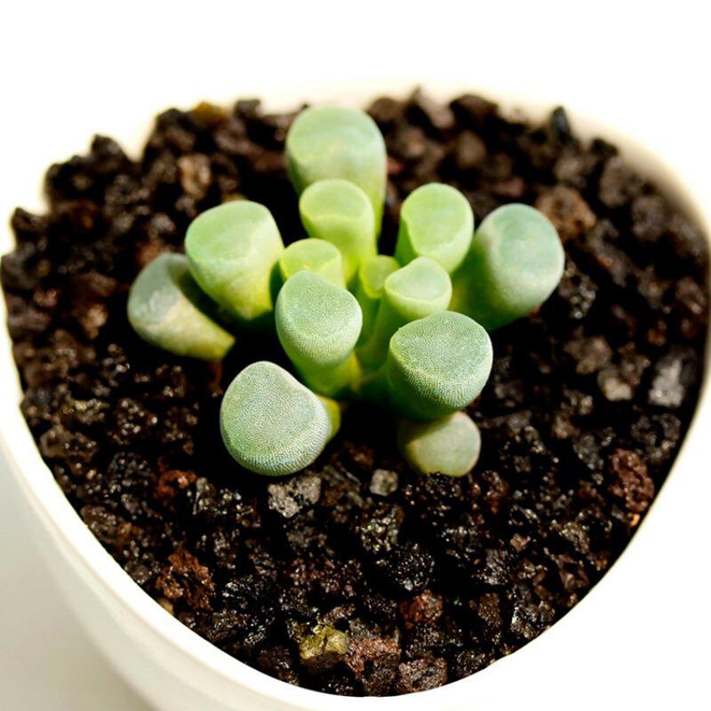 五十铃玉多肉植物稀有品种萌肉肉多头贵货老桩盆栽大颗好养活绿植