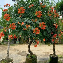 美国凌霄花苗爬藤植物庭院阳台紫藤凌霄大苗攀援花卉炮仗花绿化苗