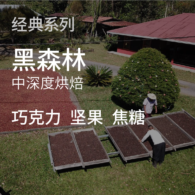 voyage coffee黑森林 中深度烘焙单一产地意式浓缩咖啡豆手冲