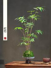 客厅红竹红桌面盆栽竹带根观音室内球绿植水培竹子盆景植物苔藓苗
