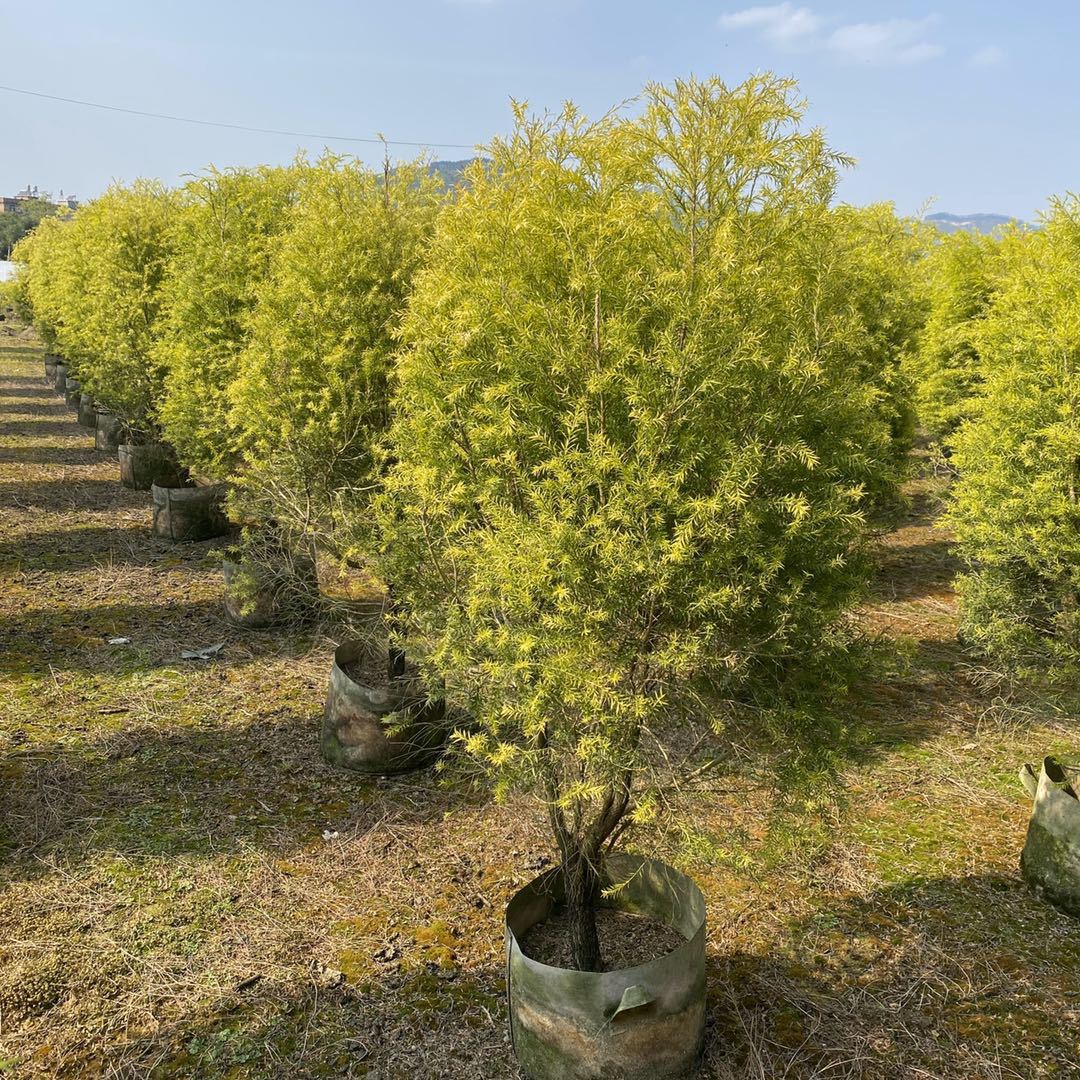 黄金香柳 黄金宝树基地直供 各种规格造型 乔木 灌木 串钱柳