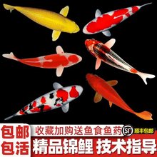 纯种红白三色观赏锦鲤活鱼大型高档冷水淡水金鱼易养耐活招财鱼苗