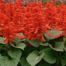 四季播易活一串红花种子春秋播多年生阳台庭院盆栽一串红花苗