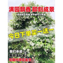 风车茉莉花苗爬藤植物落石藤四季开室内花庭院阳台带花卉盆栽常青