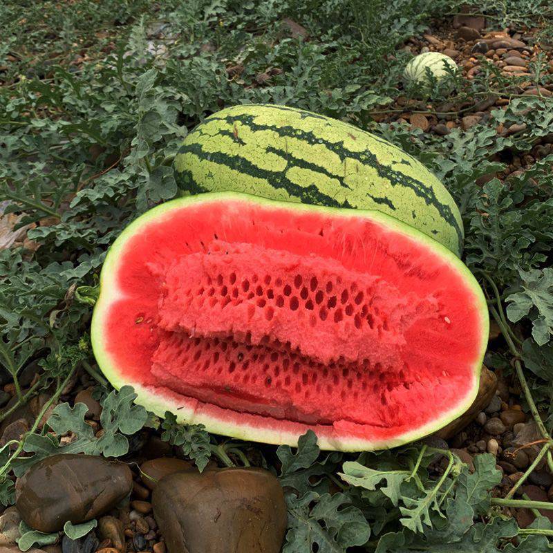 宁夏中卫硒砂瓜新鲜沙漠西瓜超甜多汁西瓜孕妇水果-阿里巴巴