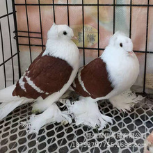 红颜色的彩背鸽子 红色彩背鸽子 彩背鸽子种鸽 彩背鸽子小鸽子