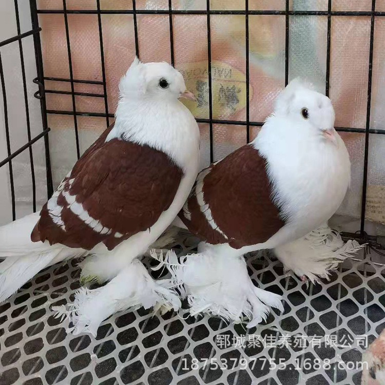 红颜色的彩背鸽子 红色彩背鸽子 彩背鸽子种鸽 彩背鸽子小鸽子